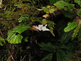 Begonia (Symbegonia) vinkii,  female flower, partial dissection exhibiting stigmates,Tari Gap,2000 m asl, Hela, Papua New Guinea