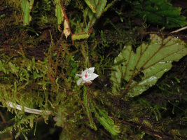 Begonia (Symbegonia) vinkii, female flower, stigmates,Tari Gap, 2000 m asl, Hela, Papua New Guinea