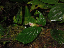 Begonia (Symbegonia) vinkii, female flower, winged ovary and stigmates,Tari Gap, 2200 m asl, Hela, Papua New Guinea