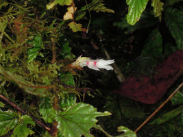 Begonia (Symbegonia) vinkii, female flower with winged ovary and short peduncle,Tari Gap, 2000 m asl, Hela, Papua New Guinea