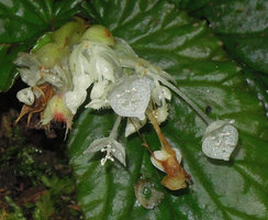 Begonia (Symbegonia) vinkii, male flowers, stamens inserted along a central column, Tari Gap, 2000 m asl, Hela, Papua New Guinea
