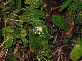 Begonia (Symbegonia) vinkii, male flowers,Tari Gap,2200 m asl, Hela, Papua New Guinea