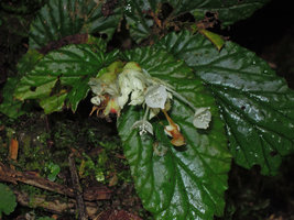 Begonia (Symbegonia) vinkii, male flowers with stamens inserted along a central column, Tari Gap, 2000 m asl, Hela, Papua New Guinea