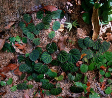 Begonia tagbanua, brown anthocyanic maculated leaves, PPSRNP, Sabang, Palawan, Philippine