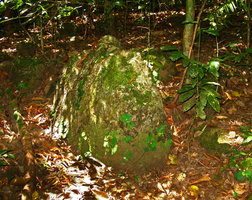 Begonia tagbanua individuals on a limestone rock in forest shaded understory, PPSRNP, Sabang, Palawan, Philippines