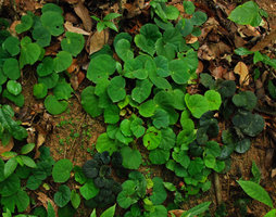 Begonia tagbanua, mixed population of green end brown anthocyanic individuals on earth slope close to the sea, detail ,  PPSRNP, Sabang,Palawan, Philippines