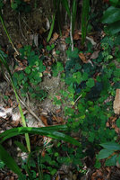 Begonia tagbanua, mixed population of green, mottled and blackish individuals on the same earth bank, PPSRNP, Sabang, Palawan, Philippines
