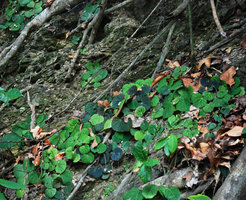 Begonia tagbanua, mixed population,  PPSRNP, Sabang, Palawan, Philippines