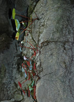 Begonia taraw, green and anthocyanic individuals with superficial root system along the limestone rocks, PPSRNP, Sabang,Palawan, Philippines