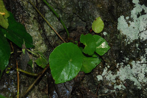 Begonia taraw, green form with shiny leaves, Lion Cave, Sabang, Palawan, Philippines