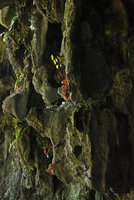 Begonia taraw, mixed population of green and red anthocyanic individuals at the cave entrance, PPSRNP, Sabang,Palawan, Philippines