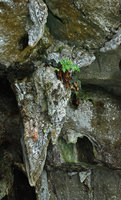 Begonia taraw on limestone stalactite at cave entrance, PPSRNP, Sabang,Palawan, Philippines