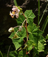 Begonia tayloriana, withering male flowers and maturing fruits, Kisensegere, Rukwa, 1200 m asl, Tanzania
