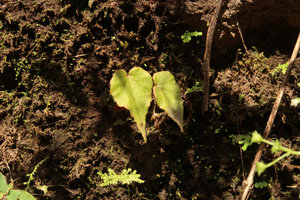 Begonia tenuifolia on vertical earth bank, Madakaripura Waterfall, Probolinggo, Java