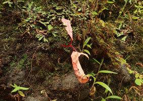 Begonia tenuifolia, withering leaves and stem at the beginning of the dry season, Madakaripura Waterfall, Probolinggo, Java