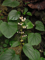 Begonia vagans, Chet Sao Noi NP, Saraburi, Thailand