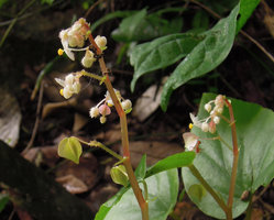 Begonia vagans, stamens united in a central column, Chet Sao Noi NP, Saraburi, Thailand