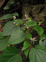 Begonia vagans, terminal inflorescences, Chet Sao Noi NP, Saraburi, Thailand