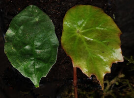 Begonia vermeulenii and Elatostema sp., two sympatric species belonging to very distant families but exhibiting exactly the same peltate, orbicular, scalloped leaf margins and palmate venation, Tana Toraja, South Sulawesi