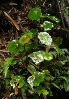 Begonia vermeulenii, brown patched and plain green leaved forms growing together on vertical earth bank, Tana Toraja, South Sulawes