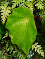 Begonia vermeulenii, peltate, asymmetric, succulent and scalloped margin of leaves, very similar to a sympatric Elatostema, Sarambu Sikore waterfall, Tana Toraja, South Sulawesi