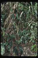 Begonia viridiflora on a forest earth bank, Satipo, 1500 m asl, Peru