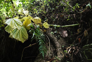 Begonia wollastonii as a low epiphyte, annual stem and leaves turning yellow at the beginning of the dry season, Harenna forest, 2300 m asl, Bale NP, Ethiopia