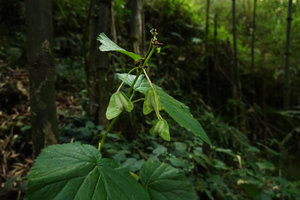 Begonia wollastonii, fresh capsular fruits, Harenna forest, 2300 m asl, Bale NP, Ethiopia