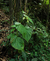 Begonia wollastonii in fruit on a seeping rock in mossy forest understory, Harenna forest, 2300 m asl, Bale NP, Ethiopia