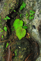 Begonia woodii and Epithema seedlings on seeping shaded limestone rock, Lagen, El Nido, Palawan, Philippines
