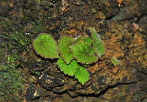 Begonia woodii, hairy leaves, Lagen, El Nido, Palawan, Philippines