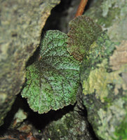Begonia woodii in a rock crack, Lagen, El Nido, Palawan, Philippines
