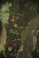 Begonia woodii on seeping limestone shaded rock sharing habitat with Peperomia sp. and Epithema sp., Lagen, El Nido, Palawan, Philippines