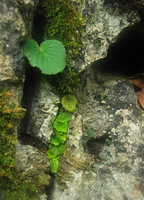 Begonia woodii, small population inside a vertical limestone crack, overtopped by the annual Epithema sp.,  Lagen, El Nido, Palawan, mai 2011