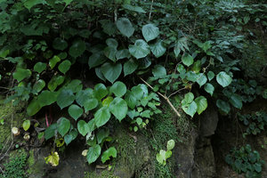 Begonia wui-senioris, a peltate leaves species on a vertical limestone rock close to a waterfall, Pyin U Lwin, Myanmar