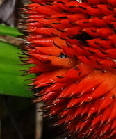 Benstonea cf. ihuana, each maturing bright red drupe with apical black sharp protuberant stigma,Imbu Rano, 350 m asl, Kolombangara, Solomon Islands