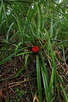 Benstonea cf. ihuana, Kolombangara, Solomon Islands