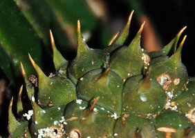 Benstonea humilis, drupes, Phou Hin Poun NBCA, Khammouane, Laos