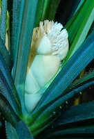 Benstonea humilis, male inflorescence