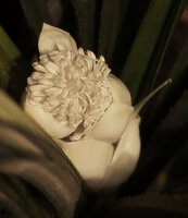 Benstonea humilis, male inflorescence, bracts and stamens at anthesis