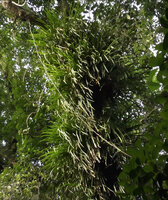 Benstonea inquilina, a densely tufted epiphyte along the top of an oblique tree branch, Danum Valley, Sabah, Borneo