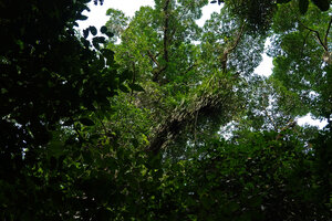 Benstonea inquilina, a dense tufted epiphyte along the top of an oblique tree branch, Danum Valley, Sabah, Borneo