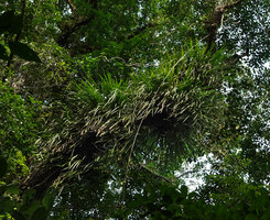 Benstonea inquilina, a dense tufted much branched epiphyte along the top of an oblique tree branch, Danum Valley, Sabah, Borneo
