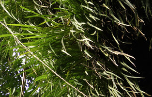 Benstonea inquilina, leaves, Danum Valley, Sabah, Borneo