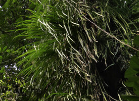 Benstonea inquilina, tufted leaves, Danum Valley, Sabah, Borneo