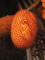 Benstonea lauterbachii, syncarpous infructescence, Karawari river, Sepik, Papua New Guinea