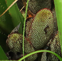 Benstonea sp., probably a new species related to Benstonea epiphytica, syncarp, each individual drupe topped by dark purple curved stigma, Gunung Mulu NP, Sarawak, Borneo