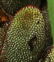 Benstonea sp., probably a new species related to Benstonea epiphytica, syncarp, individual drupes with dark purple curved stigma, Gunung Mulu NP, Sarawak, Borneo