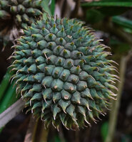 Benstonea thwaitesii, sharply pointed dry stigmas, Sinharaja, Sri Lanka