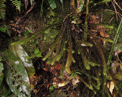 Spiridens reinwardtii as a low epiphyte in forest understory, Rondon Ridge, 2000 m asl, Mount Hagen, Papua New Guinea